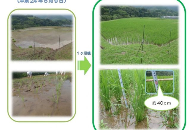 水田だより