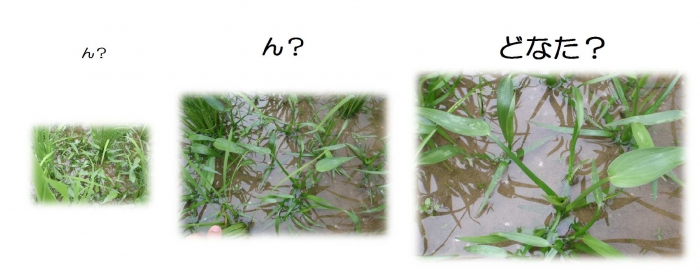 水田だより