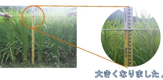 田んぼの成長日記-2