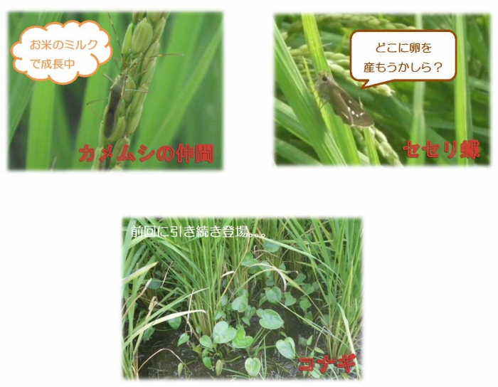 田んぼの成長日記-2