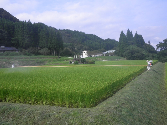 田んぼの成長日記-2
