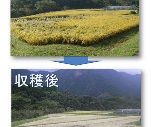 稲刈り～精米まで