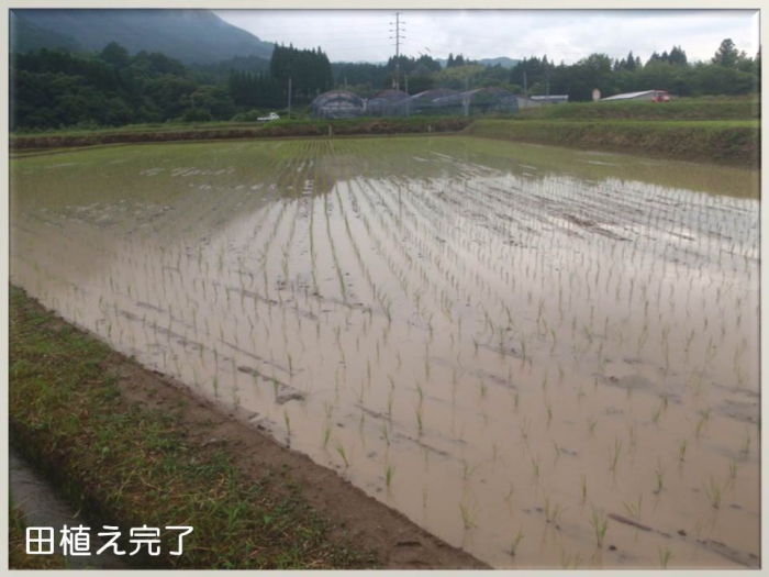 今年も田植えの季節がやってきました。