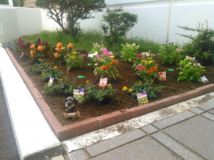 本社花壇の植栽活動 in greenクラブ