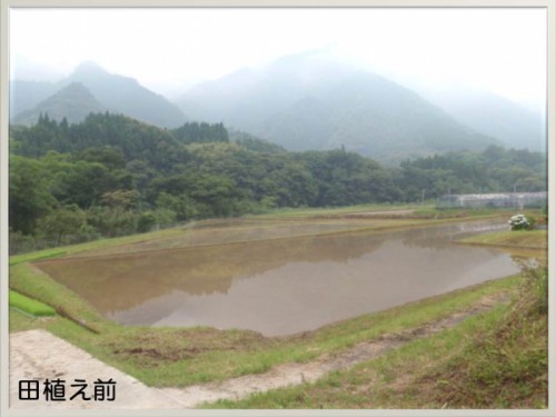 今年も田植えの季節がやってきました。