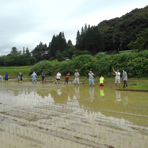 東郷水田の田植えを行いました！（2021年6月21日）