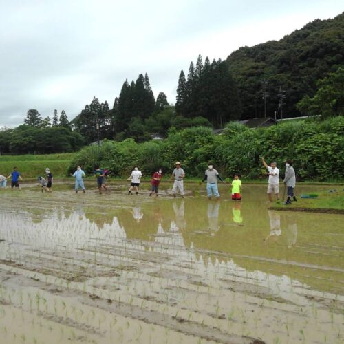 東郷水田の田植えを行いました！（2021年6月21日）