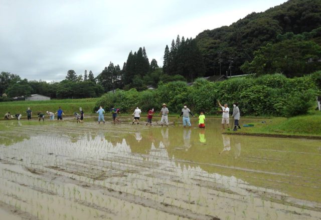 東郷水田の田植えを行いました!(2021年6月21日)