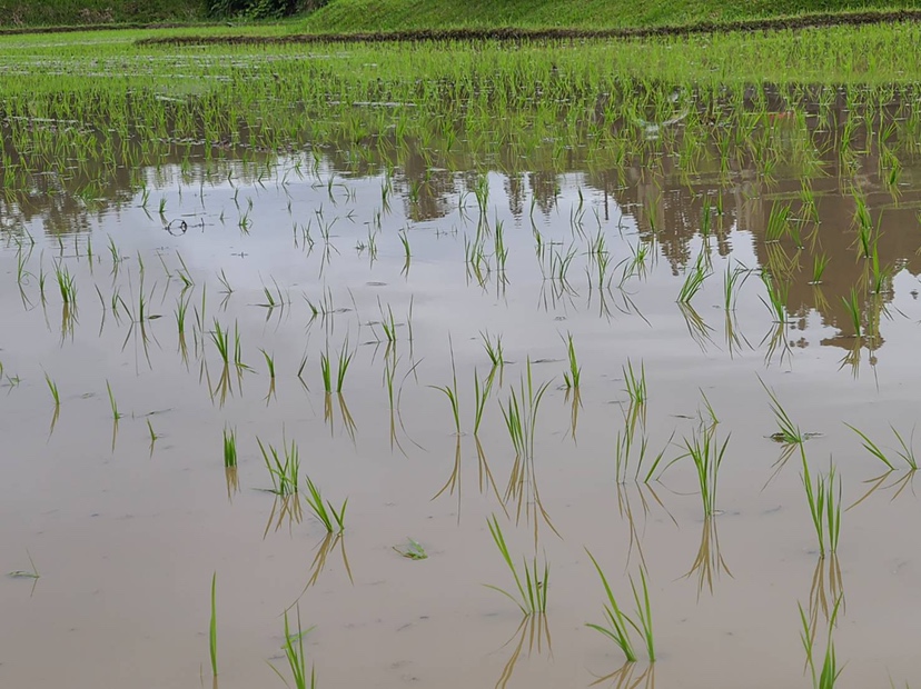 東郷水田の田植えを行いました！（2021年6月21日）