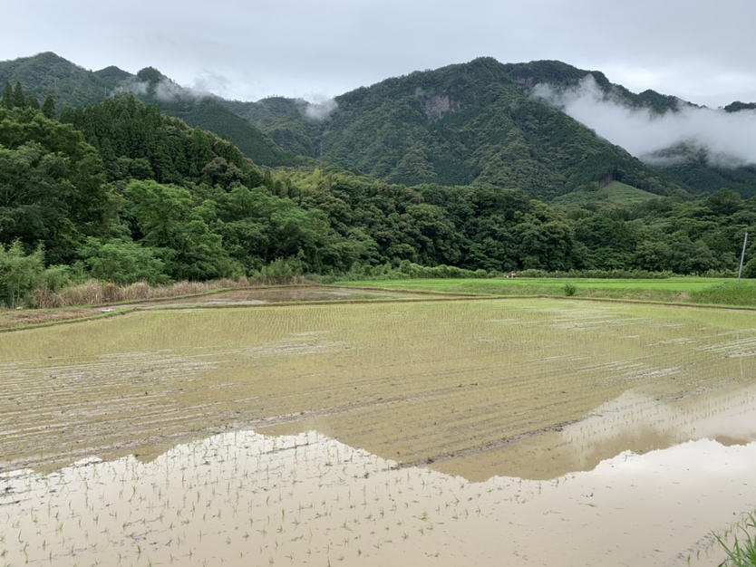 東郷水田の田植えを行いました！（2021年6月21日）
