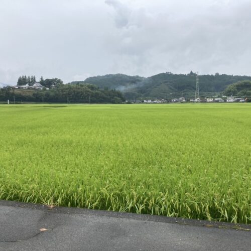 太陽の恵み