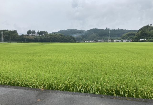 太陽の恵み