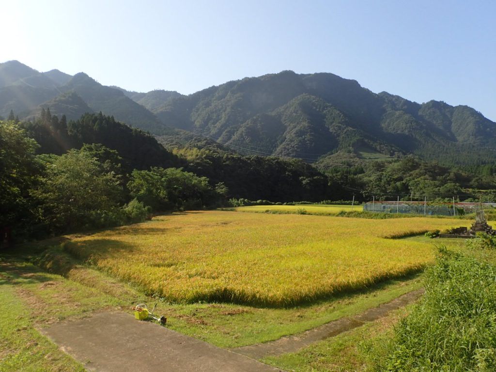 稲刈りをしました