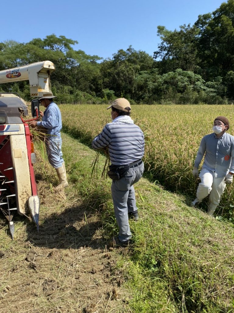 稲刈りをしました