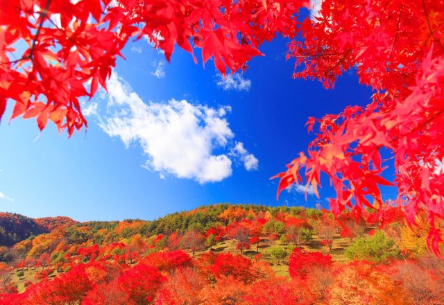 秋のトリビア
