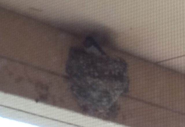 お気に召しましたか？