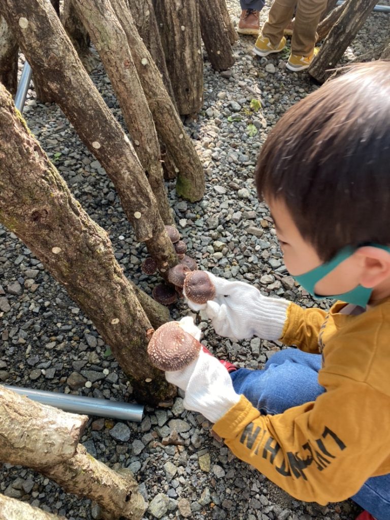 しいたけ狩り