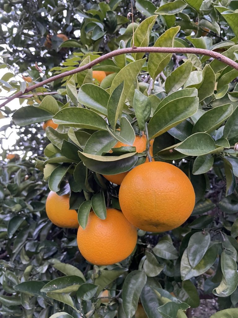 収穫