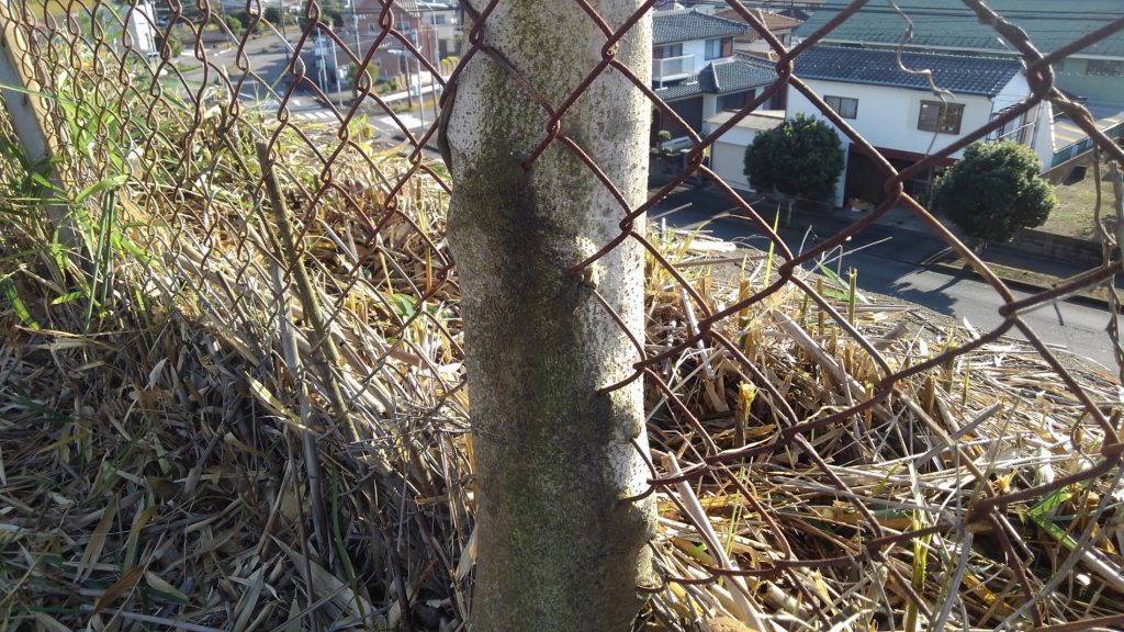 植物の生命力!