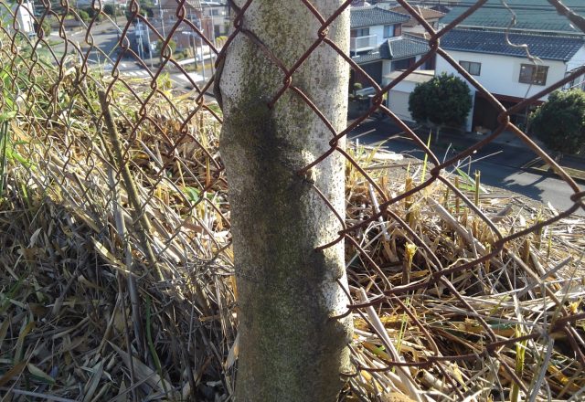 植物の生命力！