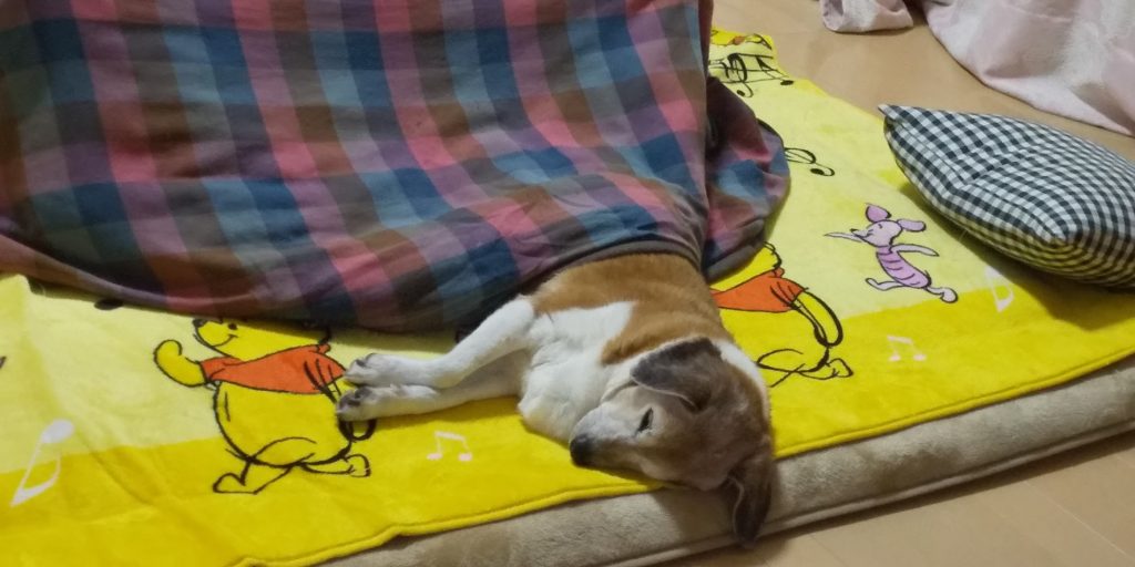 我が家のこたつ事情