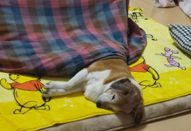 我が家のこたつ事情