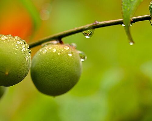 梅雨入りの季節