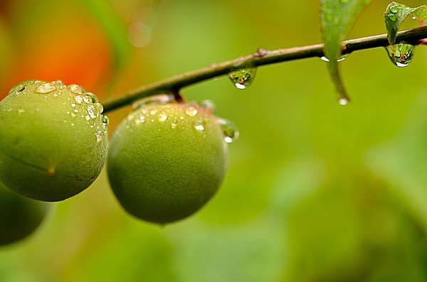 梅雨入りの季節
