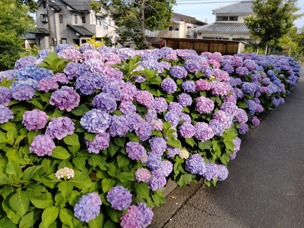 紫陽花