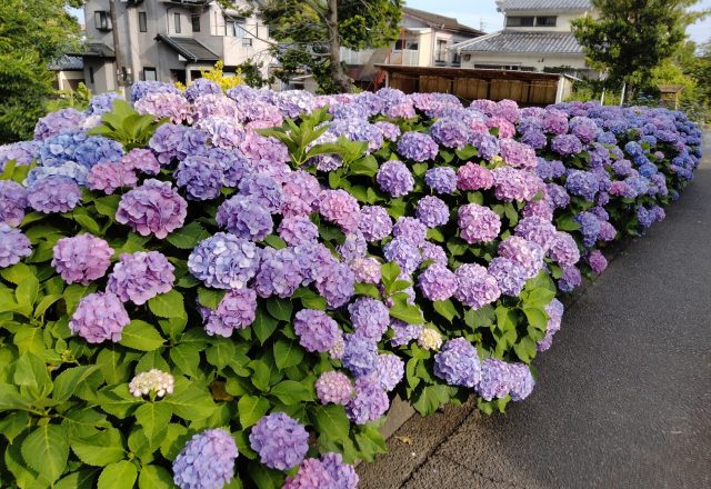 紫陽花