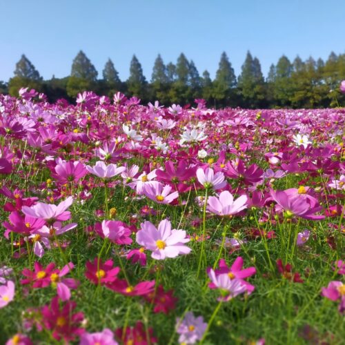 秋の花コスモス