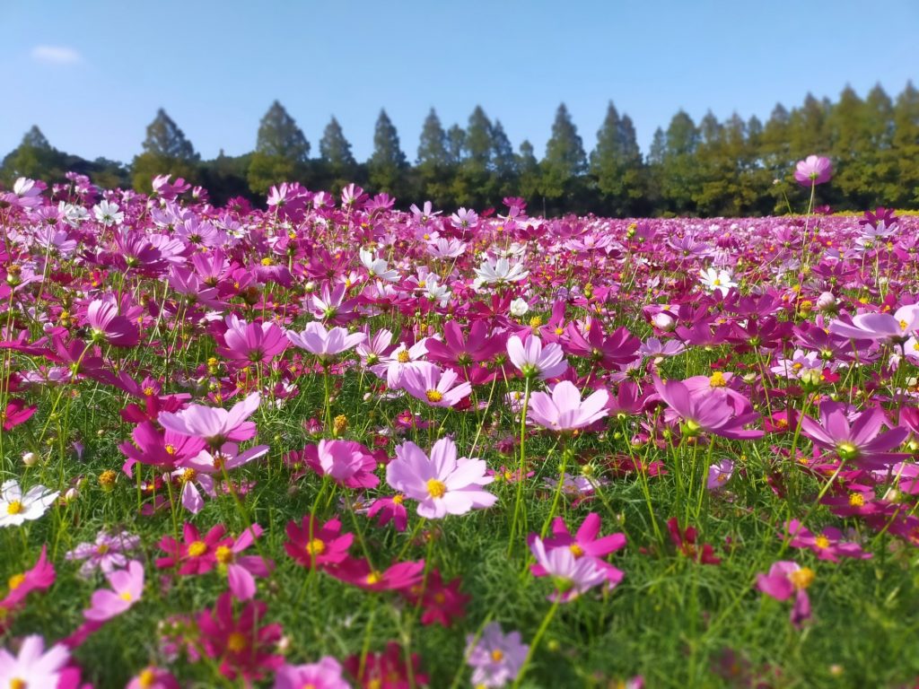 秋の花コスモス