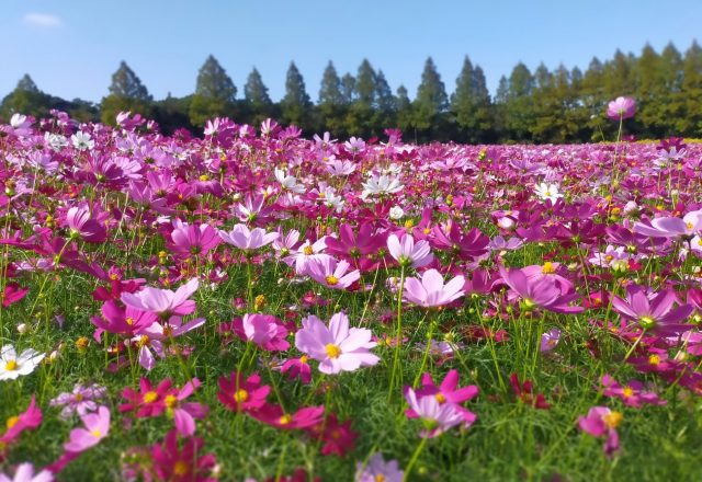 秋の花コスモス