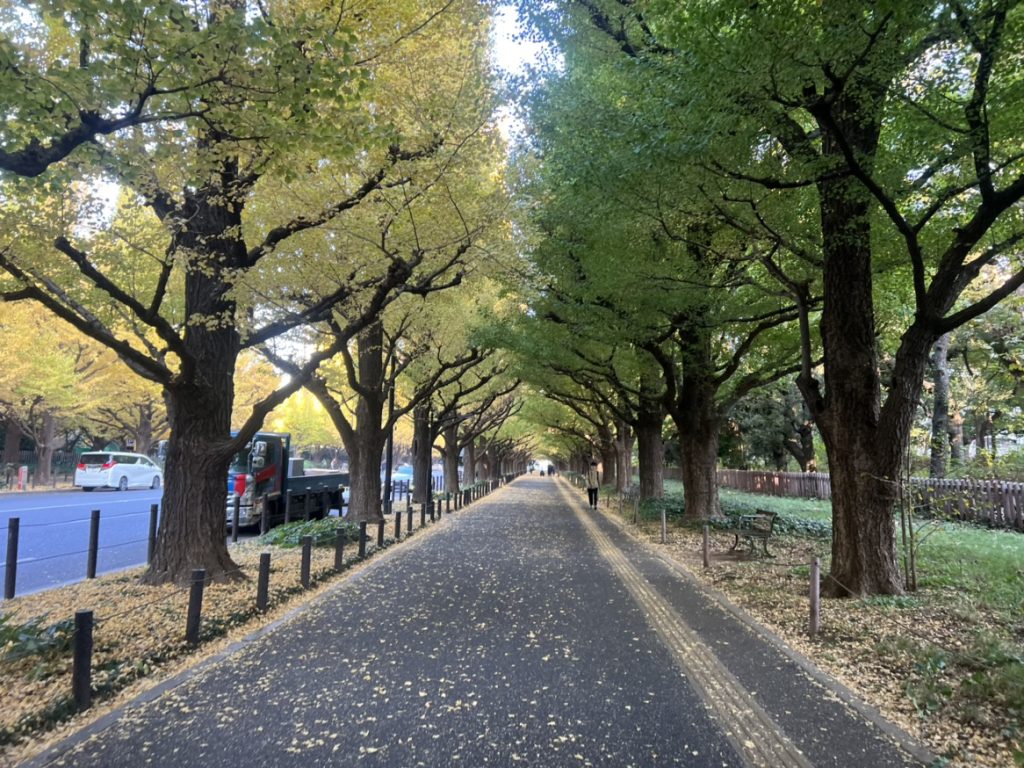 明治神宮外苑イチョウ並木