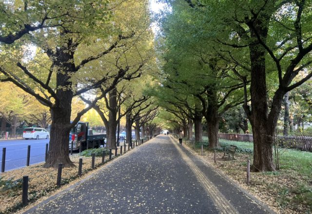 明治神宮外苑イチョウ並木