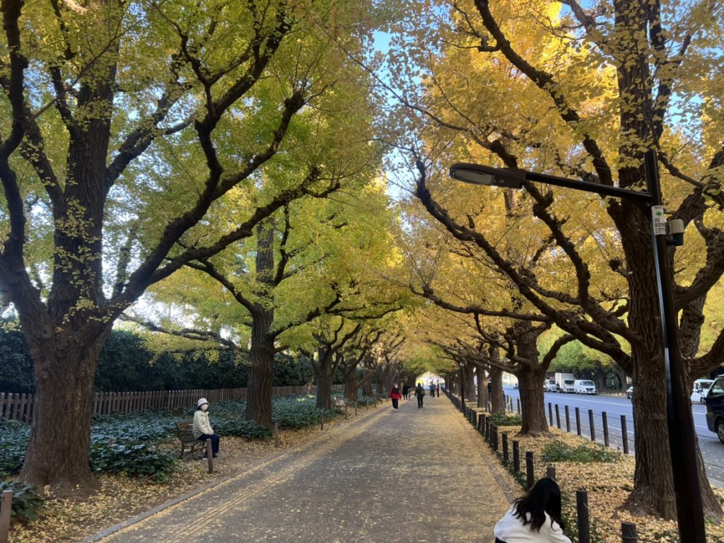 明治神宮外苑イチョウ並木