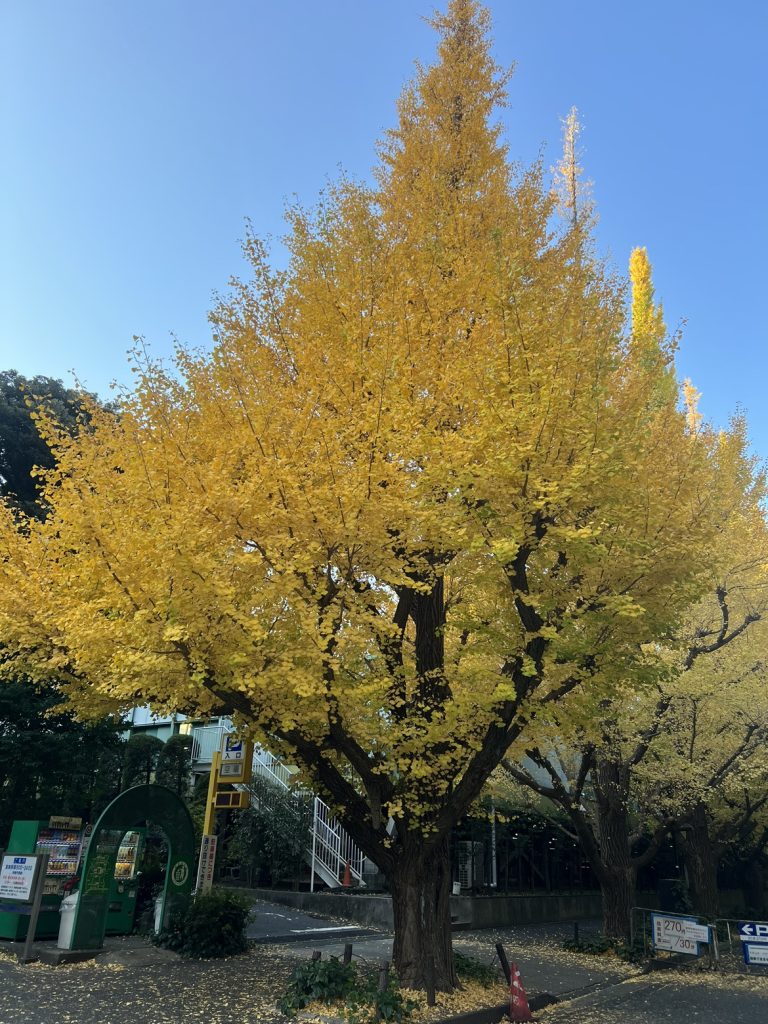 明治神宮外苑イチョウ並木