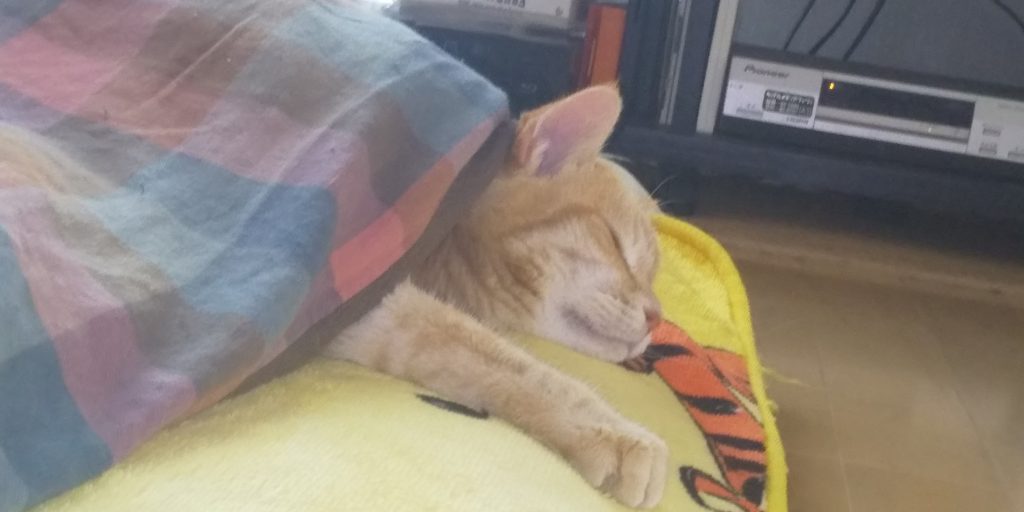 雪やコンコ・・猫はこたつで丸くなる