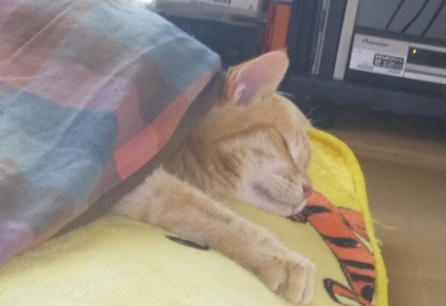 雪やコンコ・・猫はこたつで丸くなる