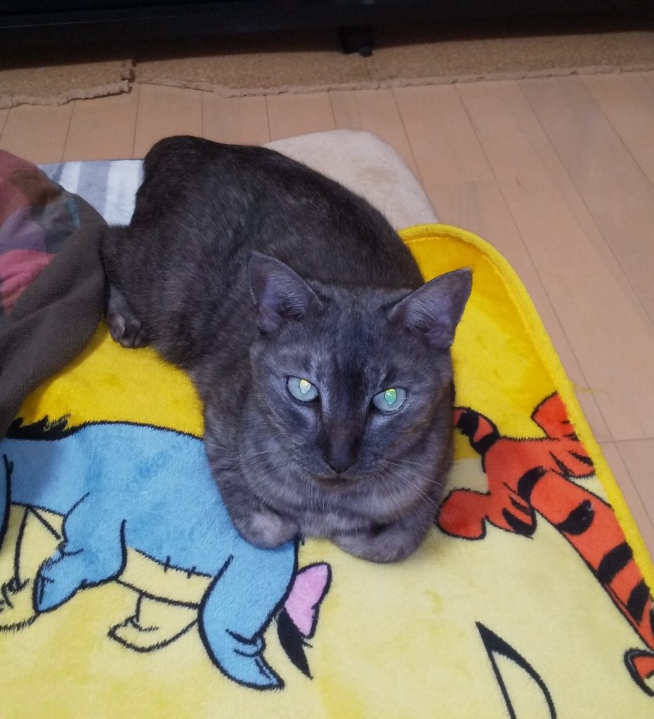 雪やコンコ・・猫はこたつで丸くなる