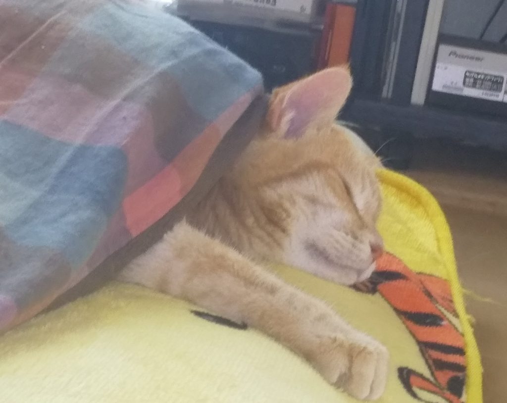 雪やコンコ・・猫はこたつで丸くなる