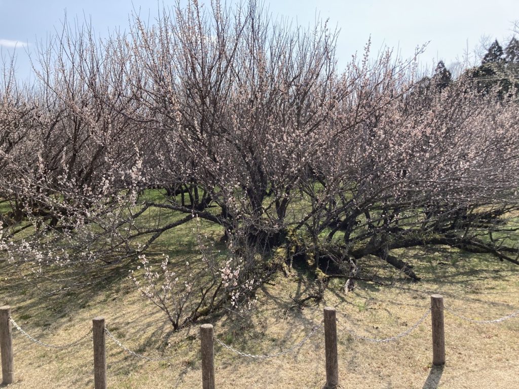 湯之前座論梅を見に行きました