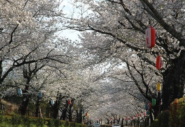桜の季節🌸