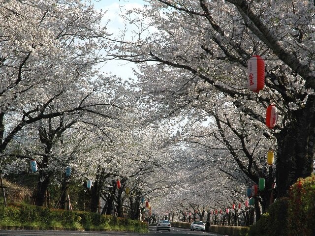 桜の季節🌸