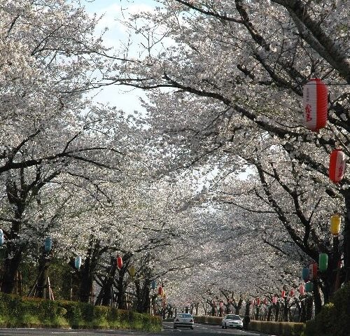 桜の季節🌸