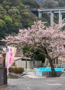 春だから?