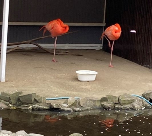 春だから?
