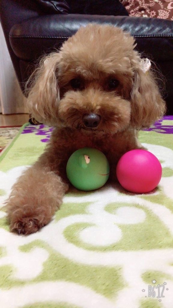 11才になった家族