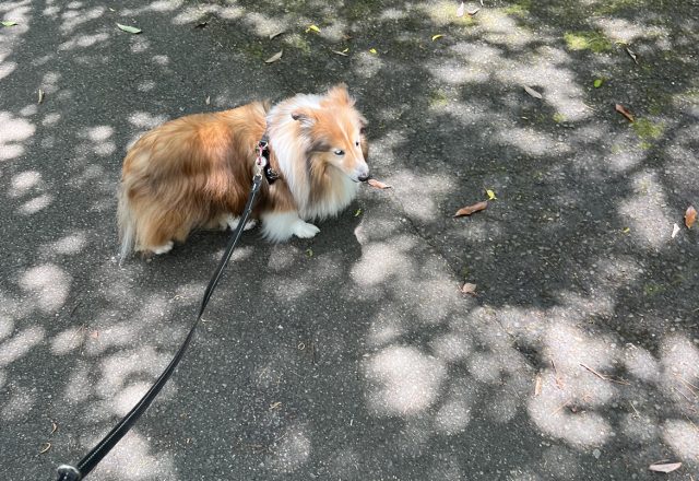 暑い日のワン散歩！