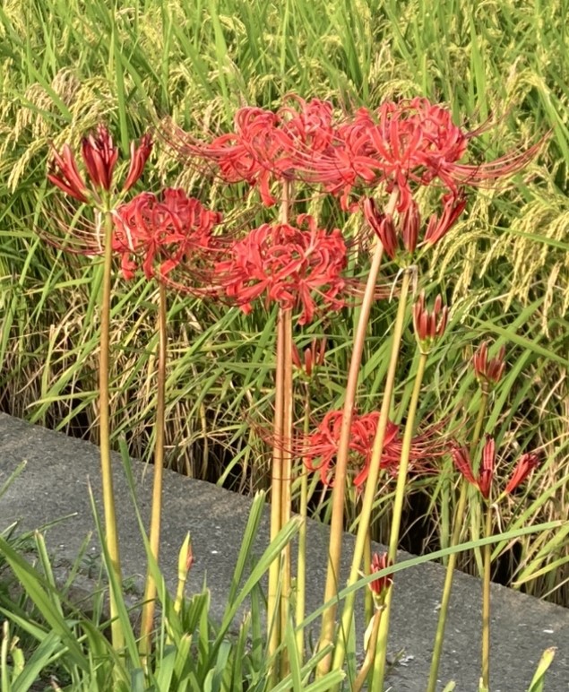 彼岸花